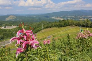 ダイナランド　ユリ園　8月　夏の花　岐阜県郡上市の観光・撮影スポットの画像と写真