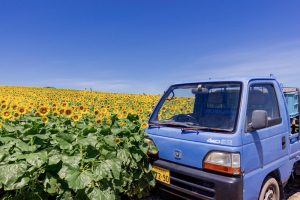観光農園花ひろば　ひまわり畑　8月　夏の花　愛知県知多郡南知多町の観光・撮影スポットの写真と画像