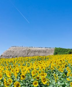 観光農園花ひろば　ひまわり畑　8月　夏の花　愛知県知多郡南知多町の観光・撮影スポットの写真と画像