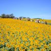 観光農園花ひろば　ひまわり畑　8月　夏の花　愛知県知多郡南知多町の観光・撮影スポットの写真と画像