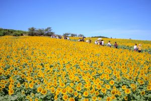 観光農園花ひろば　ひまわり畑　8月　夏の花　愛知県知多郡南知多町の観光・撮影スポットの写真と画像