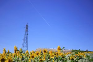 観光農園花ひろば　ひまわり畑　8月　夏の花　愛知県知多郡南知多町の観光・撮影スポットの写真と画像