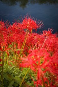 津屋川　彼岸花　9月　秋の花　岐阜県海津市の観光・撮影スポットの画像と写真
