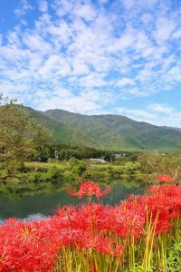 津屋川　彼岸花　9月　秋の花　岐阜県海津市の観光・撮影スポットの画像と写真