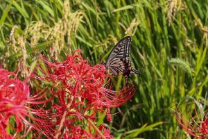津屋川　彼岸花　9月　秋の花　岐阜県海津市の観光・撮影スポットの画像と写真