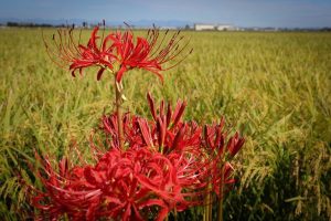 津屋川　彼岸花　9月　秋の花　岐阜県海津市の観光・撮影スポットの画像と写真
