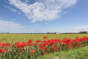 津屋川　彼岸花　9月　秋の花　岐阜県海津市の観光・撮影スポットの画像と写真