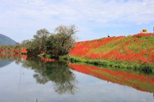 津屋川　彼岸花　9月　秋の花　岐阜県海津市の観光・撮影スポットの画像と写真