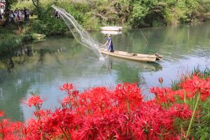 津屋川　彼岸花　網漁　9月　秋の花　岐阜県海津市の観光・撮影スポットの画像と写真