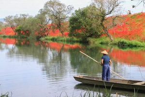 津屋川　彼岸花　9月　秋の花　岐阜県海津市の観光・撮影スポットの画像と写真