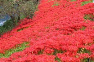 津屋川　彼岸花　9月　秋の花　岐阜県海津市の観光・撮影スポットの画像と写真