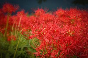 津屋川　彼岸花　9月　秋の花　岐阜県海津市の観光・撮影スポットの画像と写真