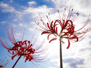 逢妻女川　彼岸花　9月　秋の花　愛知県豊田市の観光・撮影スポットの画像と写真