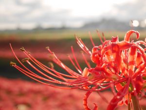 逢妻女川　彼岸花　9月　秋の花　愛知県豊田市の観光・撮影スポットの画像と写真