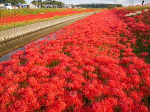 逢妻女川　彼岸花　9月　秋の花　愛知県豊田市の観光・撮影スポットの画像と写真