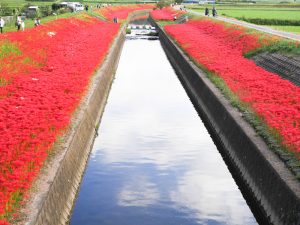 逢妻女川　彼岸花　9月　秋の花　愛知県豊田市の観光・撮影スポットの画像と写真