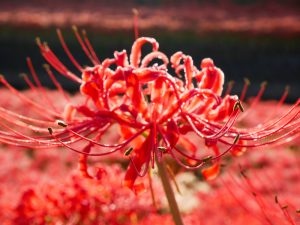 逢妻女川　彼岸花　9月　秋の花　愛知県豊田市の観光・撮影スポットの画像と写真