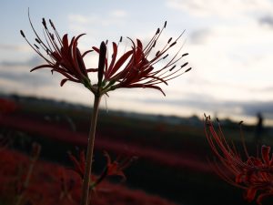 逢妻女川　彼岸花　9月　秋の花　愛知県豊田市の観光・撮影スポットの画像と写真