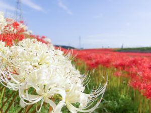 逢妻女川　彼岸花　9月　秋の花　愛知県豊田市の観光・撮影スポットの画像と写真