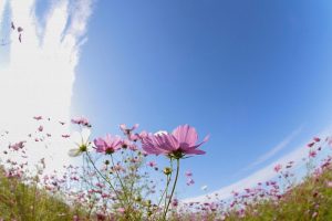 いちのえだ田園フラワー フェスタ、コスモス畑、10月の秋の花、岐阜県羽島市の観光・撮影スポットの画像と写真