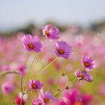 いちのえだ田園フラワー フェスタ、コスモス畑、10月の秋の花、岐阜県羽島市の観光・撮影スポットの画像と写真