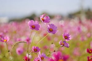 いちのえだ田園フラワー フェスタ、コスモス畑、10月の秋の花、岐阜県羽島市の観光・撮影スポットの画像と写真