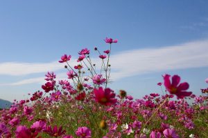 いちのえだ田園フラワー フェスタ、コスモス畑、10月の秋の花、岐阜県羽島市の観光・撮影スポットの画像と写真