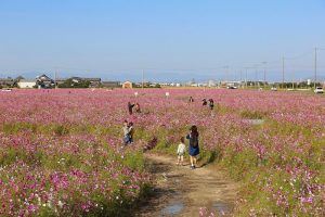いちのえだ田園フラワー フェスタ、コスモス畑、10月の秋の花、岐阜県羽島市の観光・撮影スポットの画像と写真