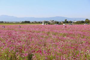 いちのえだ田園フラワー フェスタ、コスモス畑、10月の秋の花、岐阜県羽島市の観光・撮影スポットの画像と写真