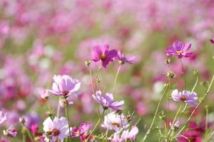 いちのえだ田園フラワー フェスタ、コスモス畑、10月の秋の花、岐阜県羽島市の観光・撮影スポットの画像と写真
