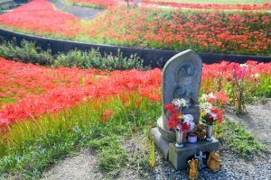 矢勝川　彼岸花　9月　秋の花　愛知県半田市の観光・撮影スポットの画像と写真