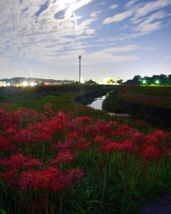 矢勝川　彼岸花　9月　秋の花　愛知県半田市の観光・撮影スポットの画像と写真