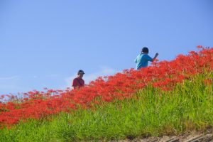 矢勝川　彼岸花　9月　秋の花　愛知県半田市の観光・撮影スポットの画像と写真