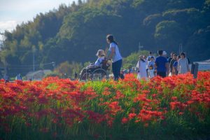 矢勝川　彼岸花　9月　秋の花　愛知県半田市の観光・撮影スポットの画像と写真
