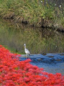 矢勝川　彼岸花　9月　秋の花　愛知県半田市の観光・撮影スポットの画像と写真