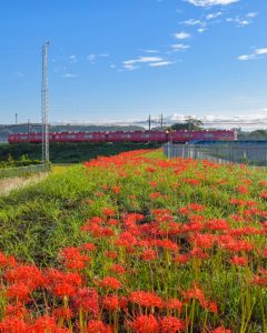 矢勝川　彼岸花　9月　秋の花　愛知県半田市の観光・撮影スポットの画像と写真