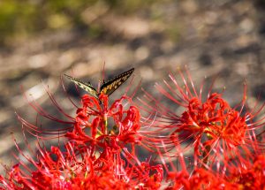 矢勝川　彼岸花　9月　秋の花　愛知県半田市の観光・撮影スポットの画像と写真