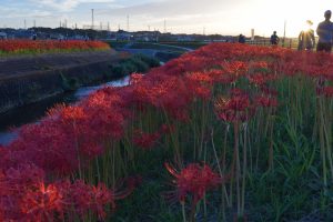 矢勝川　彼岸花　9月　秋の花　愛知県半田市の観光・撮影スポットの画像と写真