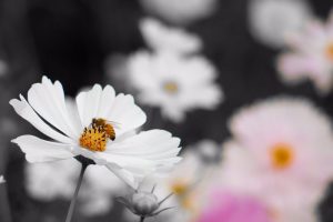 コスモスとミツバチ　秋の花　10月　　愛知県一宮市の観光・撮影スポットの画像と写真