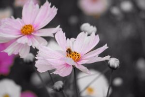 コスモスとミツバチ　秋の花　10月　　愛知県一宮市の観光・撮影スポットの画像と写真