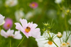 コスモスとミツバチ　秋の花　10月　　愛知県一宮市の観光・撮影スポットの画像と写真