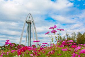 138タワーパーク　コスモス　秋の花　10月　愛知県一宮市の観光・撮影スポットの画像と写真