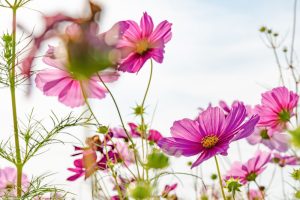 刈谷市中川町のコスモス畑　秋の花　10月　愛知県刈谷市の観光・撮影スポットの写真や画像