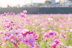 刈谷市中川町のコスモス畑　秋の花　10月　愛知県刈谷市の観光・撮影スポットの写真や画像