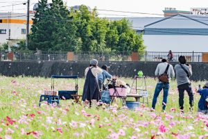 刈谷市中川町のコスモス畑　秋の花　10月　愛知県刈谷市の観光・撮影スポットの写真や画像