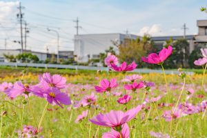 刈谷市中川町のコスモス畑　秋の花　10月　愛知県刈谷市の観光・撮影スポットの写真や画像