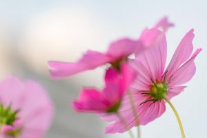 刈谷市中川町のコスモス畑　秋の花　10月　愛知県刈谷市の観光・撮影スポットの写真や画像
