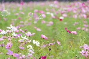 刈谷市中川町のコスモス畑　秋の花　10月　愛知県刈谷市の観光・撮影スポットの写真や画像