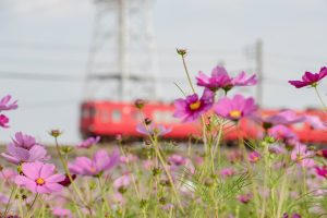 刈谷市中川町のコスモス畑　秋の花　10月　愛知県刈谷市の観光・撮影スポットの写真や画像