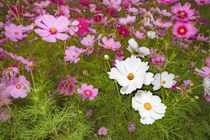 刈谷市中川町のコスモス畑　秋の花　10月　愛知県刈谷市の観光・撮影スポットの写真や画像